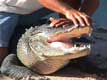 Indien caressant le crocodile / USA, Floride, Miccosukee