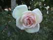 Rose rose / USA, Floride, Sarasota, Ringling museum of art