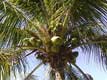 Noix de coco sur l'arbre