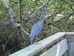 Héron bleu sur la balustrade / USA, Floride, Sanibel