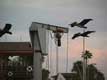 Pélicans volent sur le port / USA, Floride, Tampa