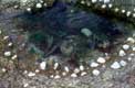 Algues et coquillages sur la plage
