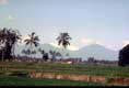Paysage et palmiers se découpant sur les montagnes / Indonesie