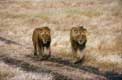 Duo de lions  Gorongoro / Afrique, Kenya