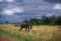 Elephant à masai mara