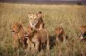 Famille de Lions Masai Mara