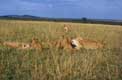 Repas de lionnes masai mara / Afrique, Kenya