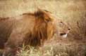 Tête de lion Gorongoro Krater / Afrique, Kenya