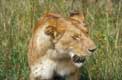Tete de lionne masai mara