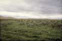 Zebres cratère du Ngorongoro