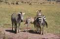 Zebres Masai Mara