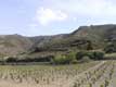 Vignes et collines / France, Languedoc Roussillon, Tautavel