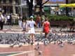 Jeunes filles nourissant les pigeons