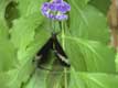 Papillon aspire le nectar d'une fleur bleue et bat des ailes / France, Languedoc Roussillon, Elne