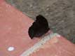 Papillon noir sur rebord en briques