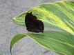 Papillon noir sur longue feuille