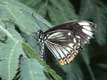 Papillon aux ailes noires et blanches bordées de points orange