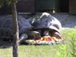 Déjeuner tortues éléphantines