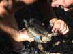 Male tortue : ventre creux, longue queue / France, Languedoc Roussillon, Sorede