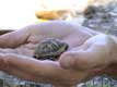 Bébé tortue dans la main / France, Languedoc Roussillon, Sorede