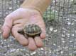 Bébé tortue dans la main / France, Languedoc Roussillon, Sorede
