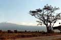 Cigognes sur l'arbre devant le Kilimanjaro