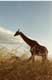 Girafe dans les herbes / Afrique, Kenya