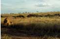 Lionnes passant derrière le lion / Afrique, Kenya
