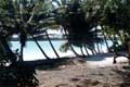 Cocotiers sur la plage / Nouvelle CalÃ©donie, Ile des Pins