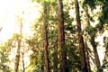 Les sequoia vivent entre 400 et 800 ans et les plus vieux ont 2200 ans
