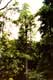 Sequoia géant dominant la forêt