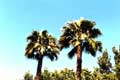Palmiers à Lafayette / USA, San Francisco