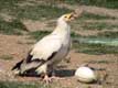 Le Percnoptère est le seul vautour qui casse les oeufs d'autruche en lançant un caillou pour le briser