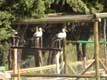 Cigognes en cage / France, Languedoc Roussillon, Valmy