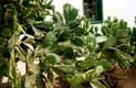 Cactus  aux noms gravÃ©s Ã  SanDiego / USA, San Diego