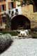 Petits chiens devant une Villa Ã  Asolo / Italie, Asolo