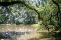 Branches plongeantes dans l'étang / USA, Caroline du Sud, Charleston, Middleton Garden