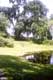 Grand arbre / USA, Caroline du Sud, Charleston, Middleton Garden