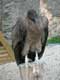 Condor des Andes / Belgique, Bouillon